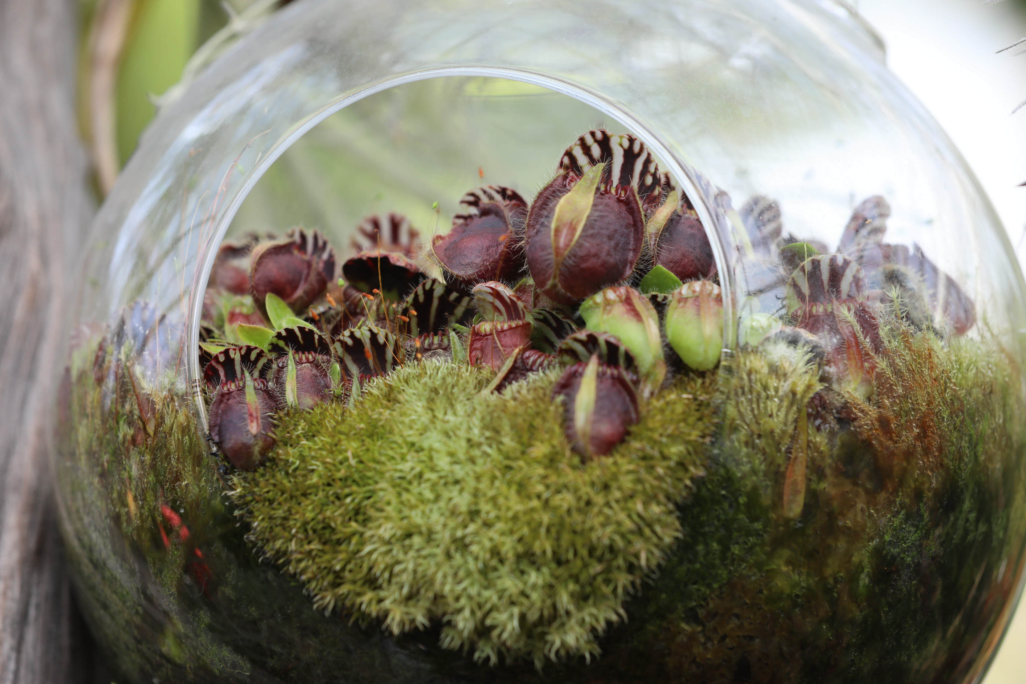 2020 02 03 17 23 57 Canon EOS 5D Mark IV 0041